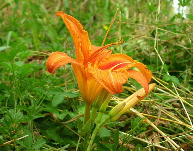 Hemerocallis fulva / Giglio di San Giuseppe